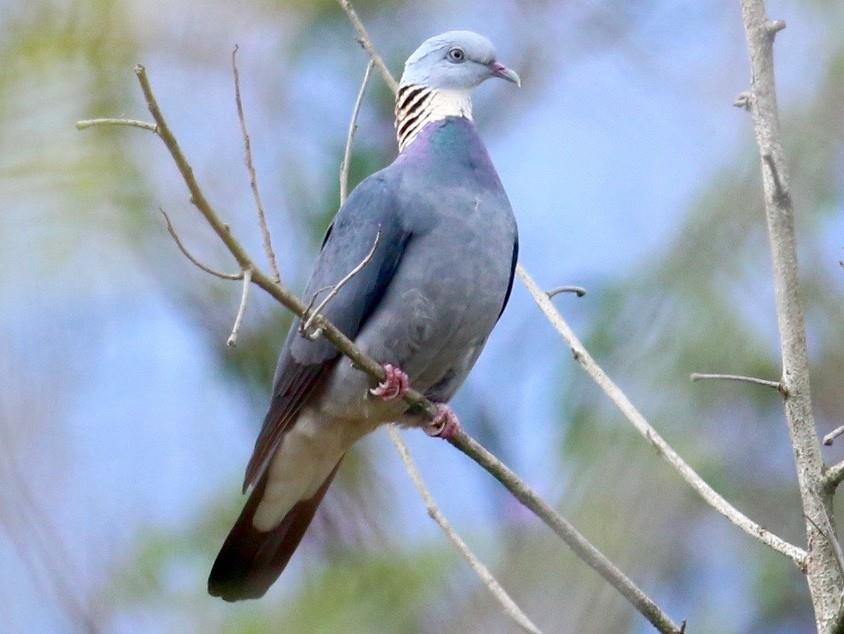 ashy wood pigeon